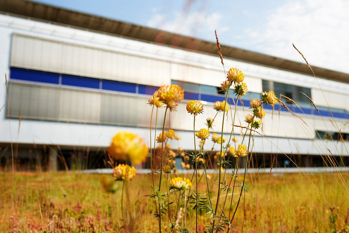 dachbegruenung_frankfurt_university_7.jpg-s1250