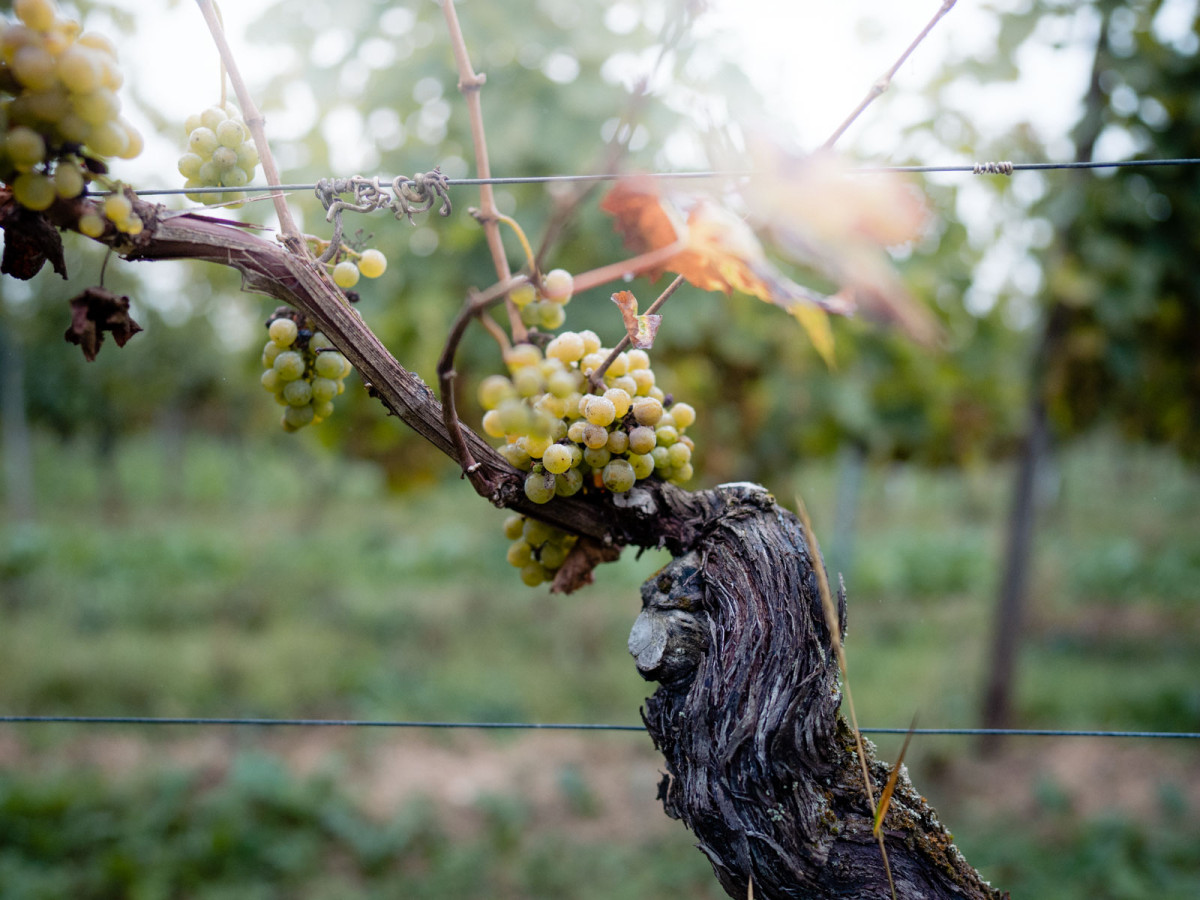 05_oekologischer_weinanbau_geisenheim-19_web_1600