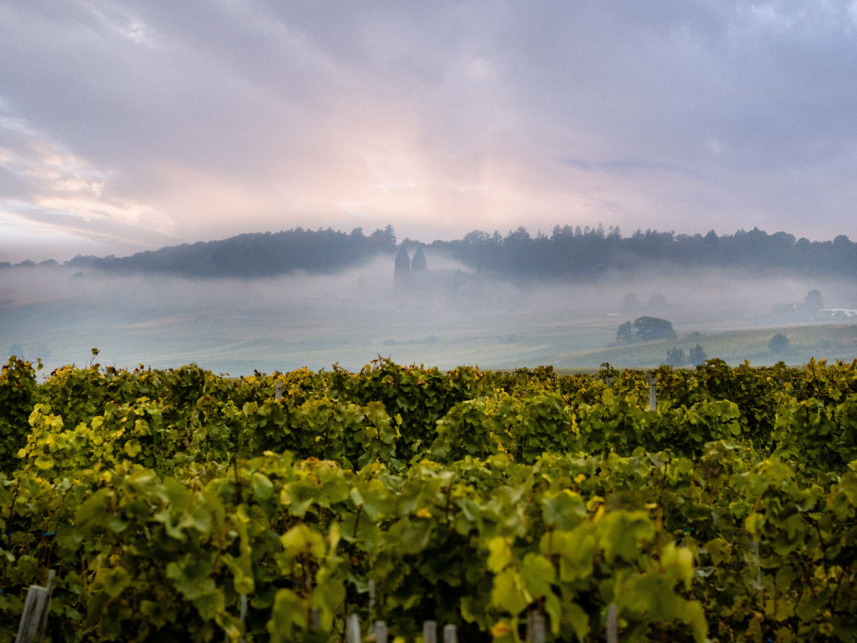 02_oekologischer_weinanbau_geisenheim-3_web_1600