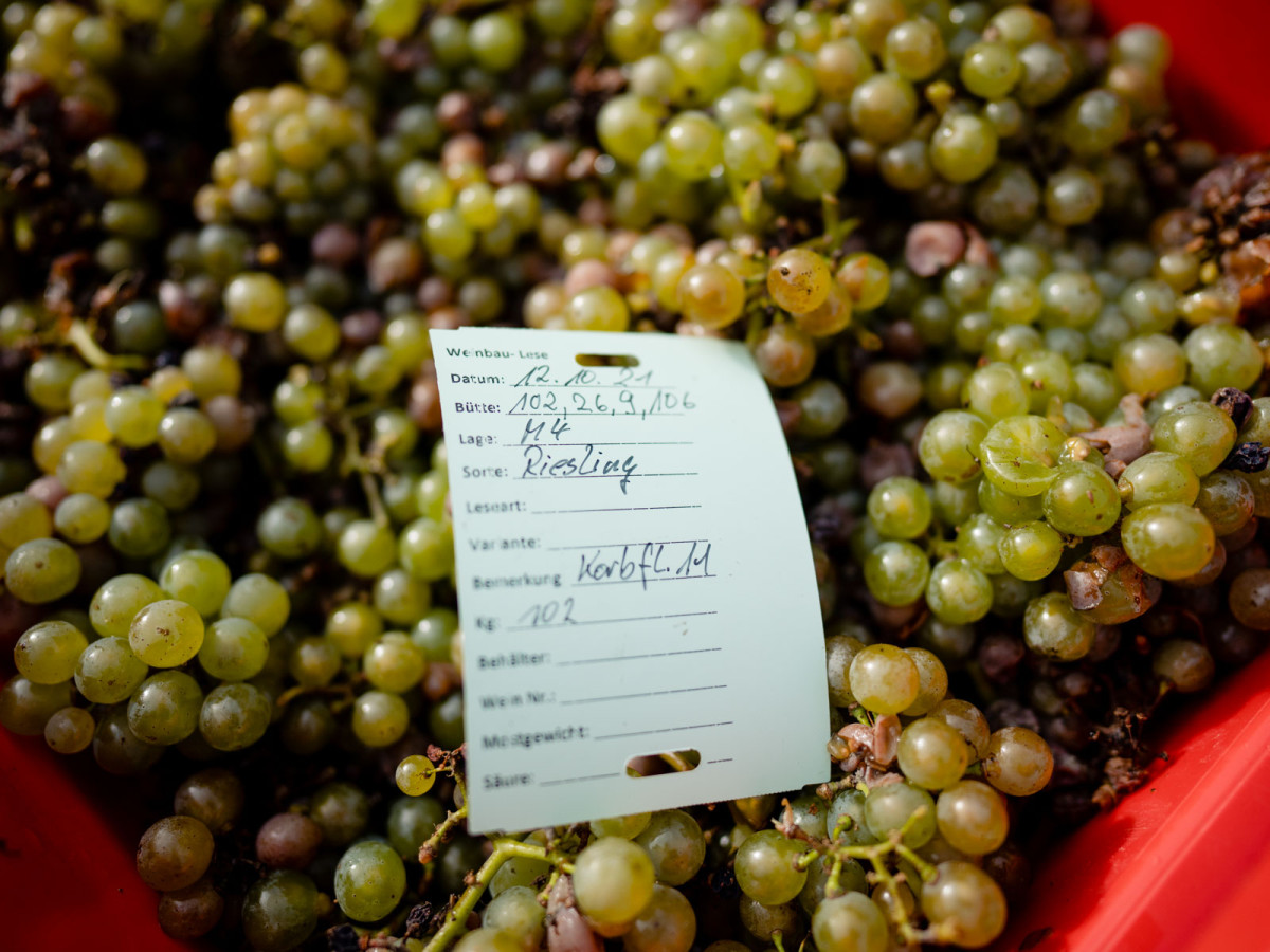 06_oekologischer_weinanbau_geisenheim-24_web_1600