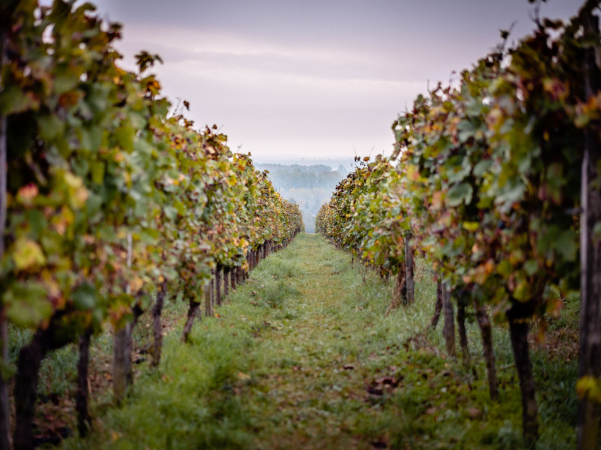 04_oekologischer_weinanbau_geisenheim-1_web_1600