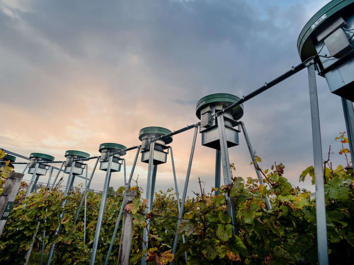 01_oekologischer_weinanbau_geisenheim-35_web_1600