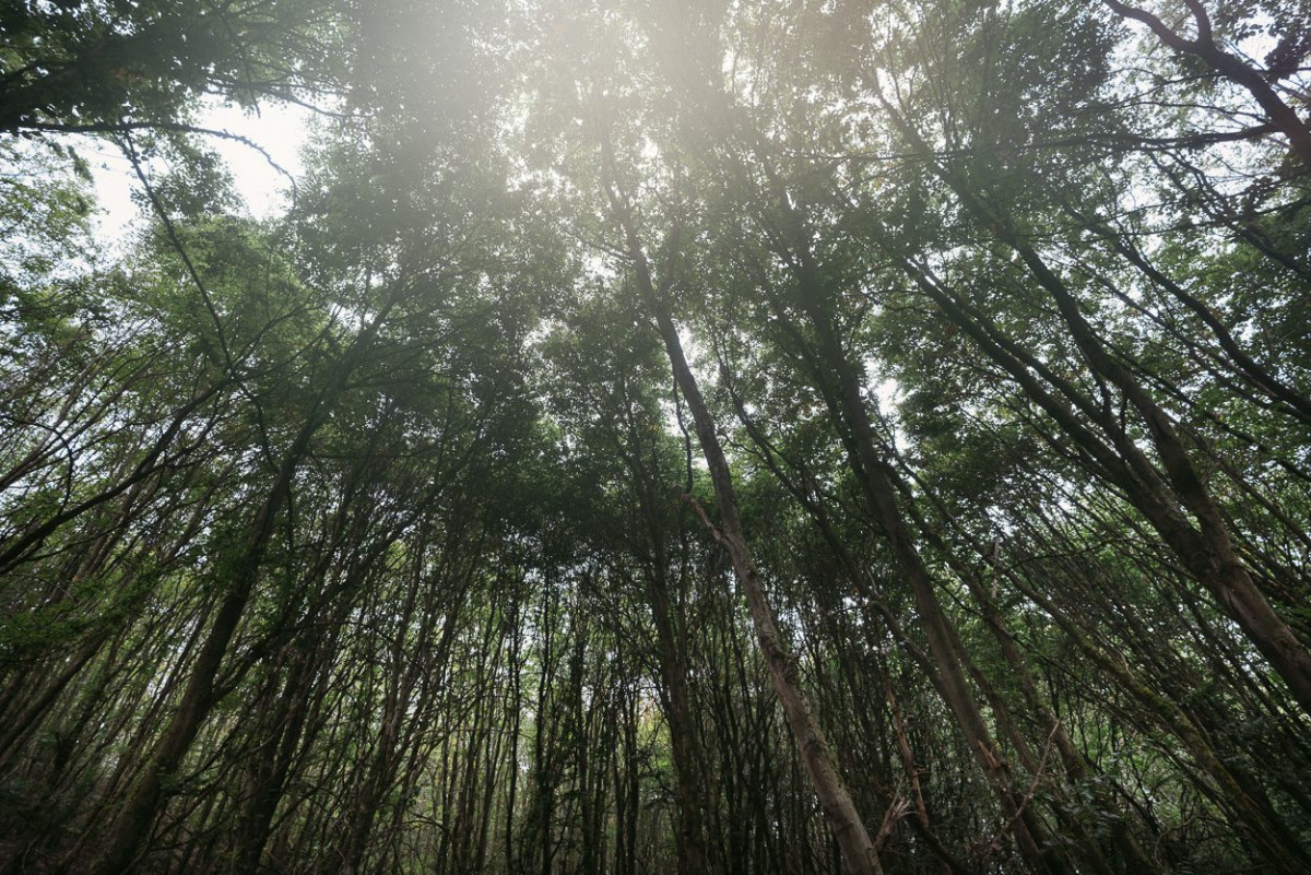 Dichte Baumkronen im Wald