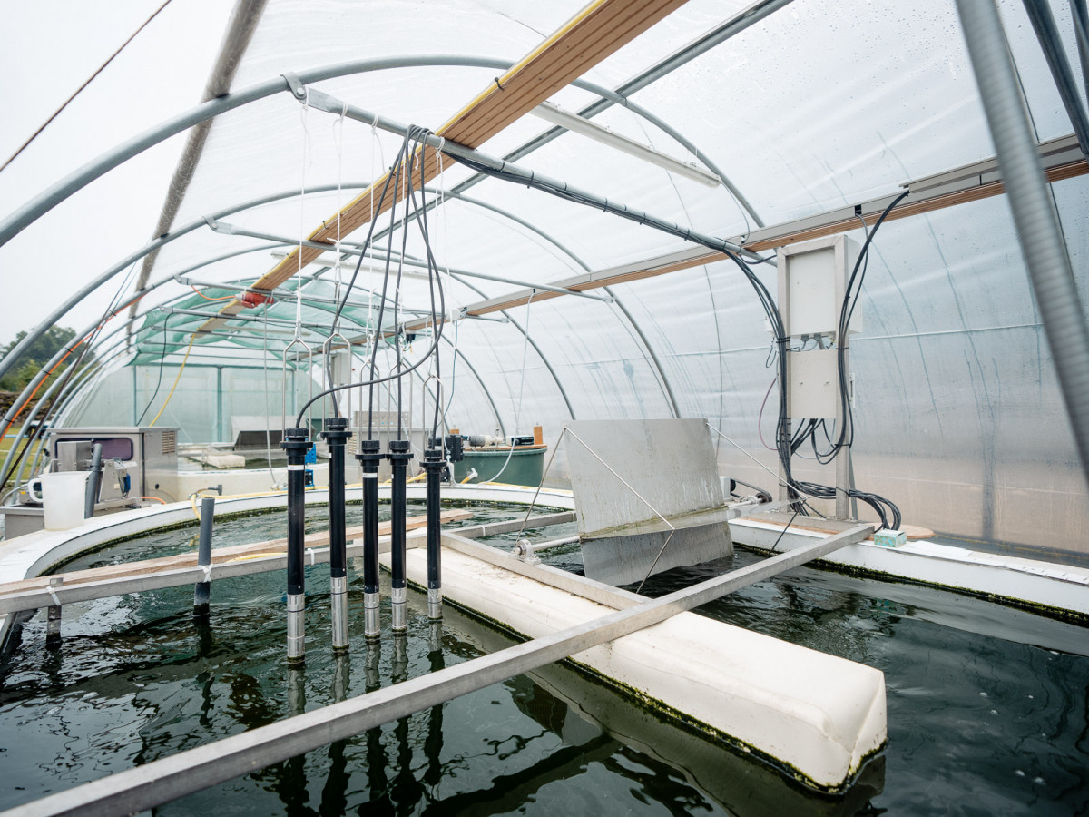 Die Forscher haben in einer kommunalen Kläranlage bereits einen Versuch gestartet und dort in einer eigens dafür gebauten Versuchs-Anlage Abwasser in einem Versuchsbecken mit Algen angeimpft.