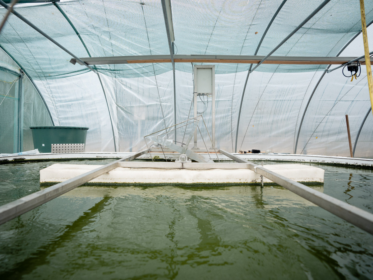 Die Forscher haben in einer kommunalen Kläranlage in Lich Ober-Bessingen bereits einen Versuch gestartet und dort in einer eigens dafür gebauten Versuchs-Anlage Abwasser in einem Versuchsbecken mit Algen angeimpft.