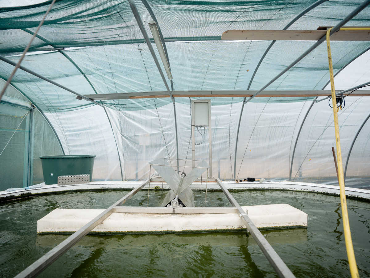 In ihrer Versuchsanlage in Lich Ober-Bessingen haben sie in einem Versuchs-Becken bereits Algenkulturen eingeimpft.