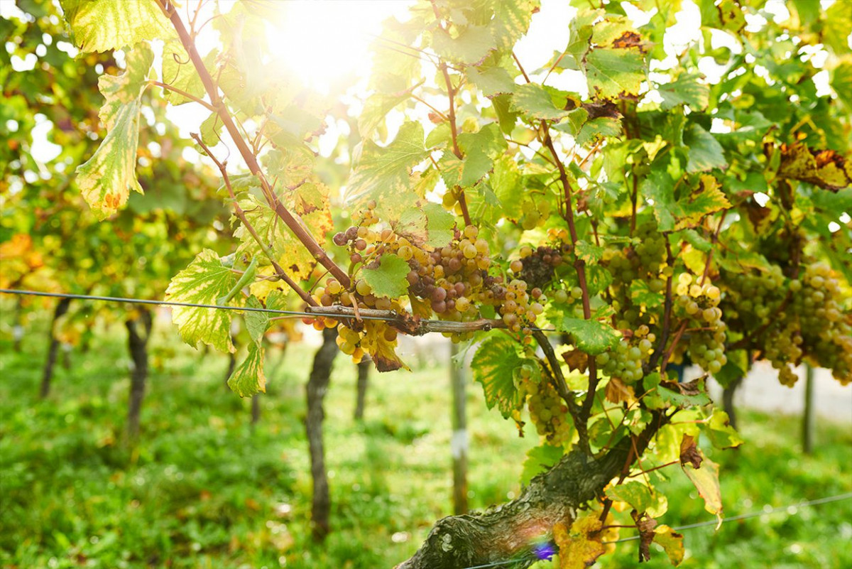 geisenheim_weinbau_7