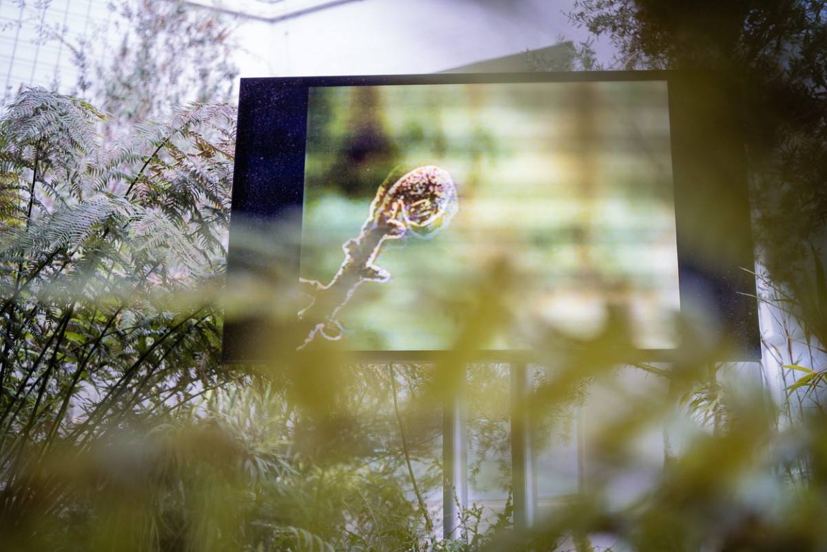 Videoprojektion einer Blüte bei der Ausstellung Moving Plants im Frankfurter Palmengarten.
