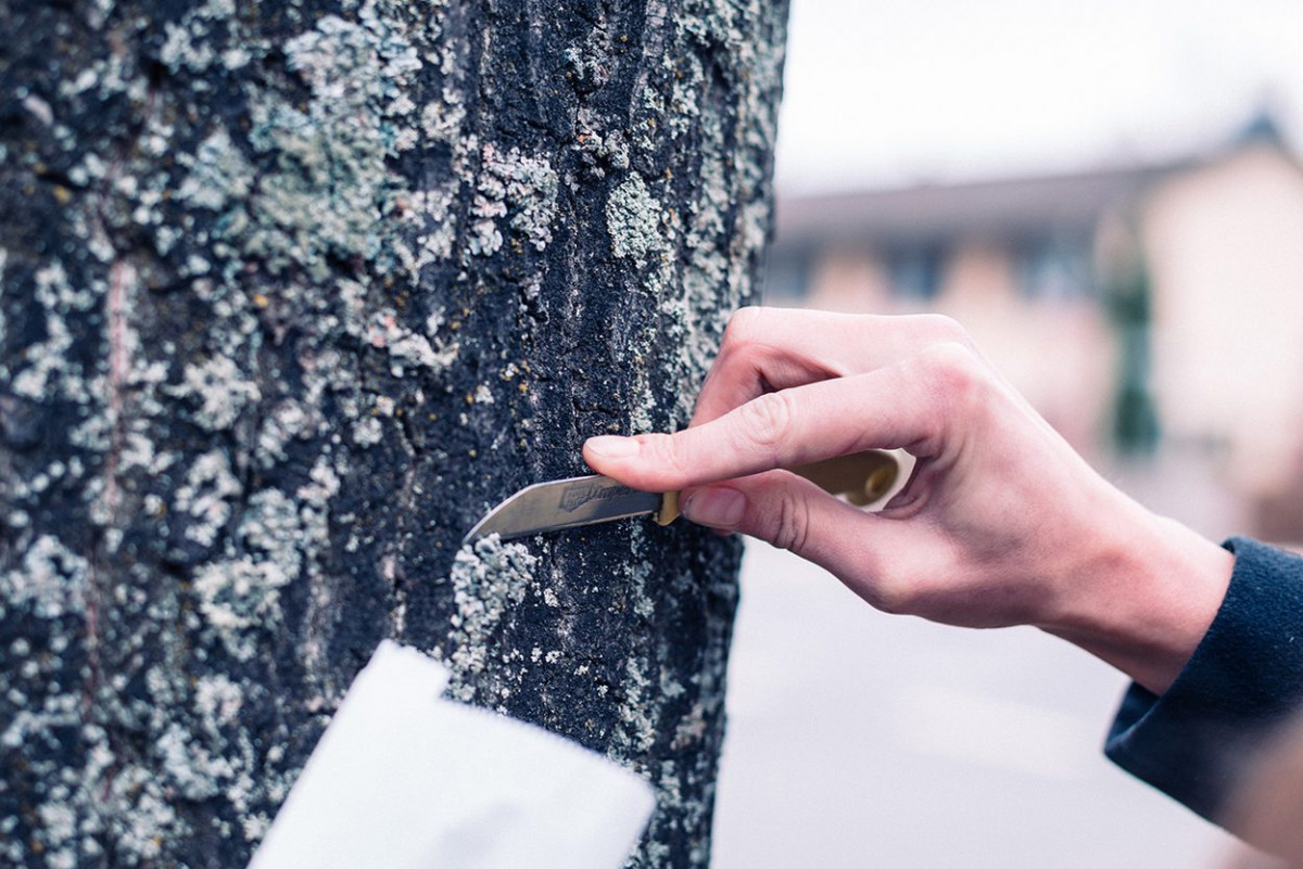 Eine Hand entnimmt eine Probe Moos von einem Baum