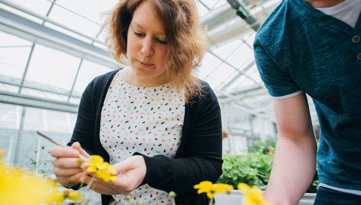 52+ Wo Studiere Ich Gartenbau Zierpflanzen Auf Lehramt, Was ist der