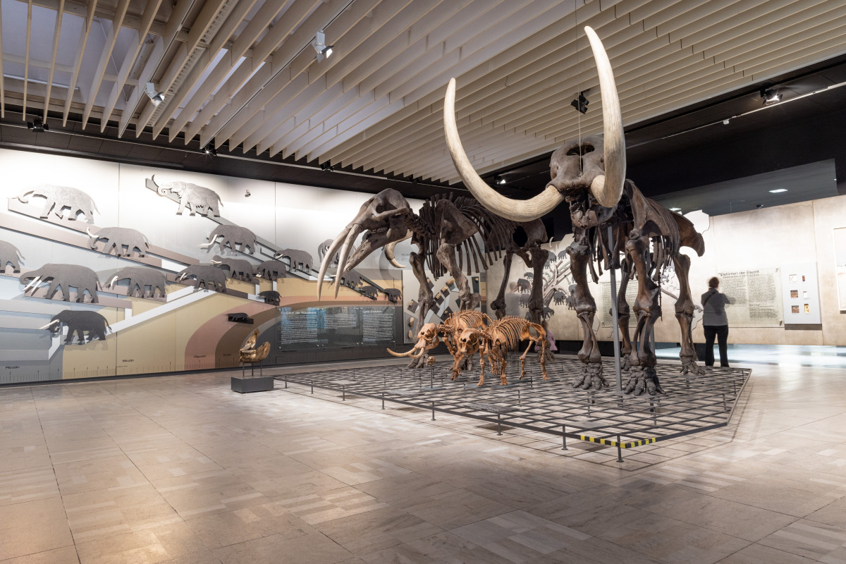 senckenberg_162