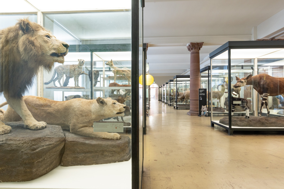 senckenberg_165