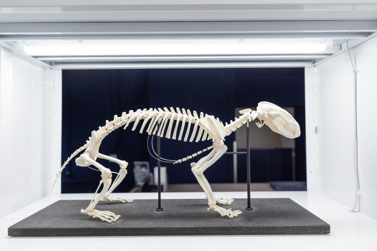 senckenberg_135