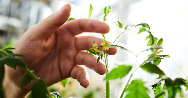 Eine Hand berührt die Blüten einer Tomatenpflanze